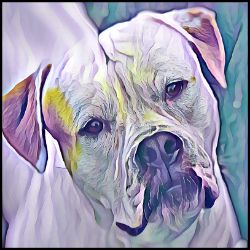 Picture of Bulldog-Lavender Ice Mug