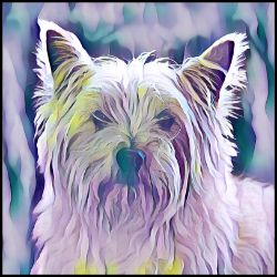 Picture of Cairn Terrier-Lavender Ice Mug