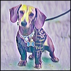 Picture of Dachshund-Lavender Ice Mug