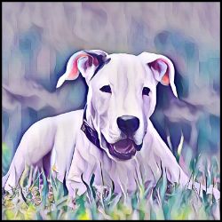 Picture of Dogo Argentino-Lavender Ice Mug