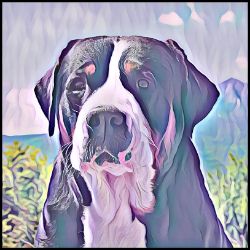 Picture of Greater Swiss Mountain Dog-Lavender Ice Mug