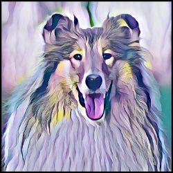 Picture of Rough Collie-Lavender Ice Mug