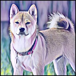 Picture of Shiba Inu-Lavender Ice Mug