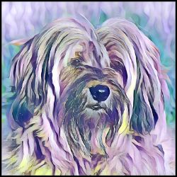 Picture of Tibetan Terrier-Lavender Ice Mug