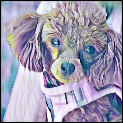 Picture of Toy Poodle-Lavender Ice Mug