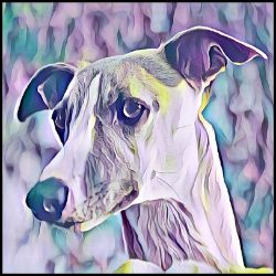 Picture of Whippet-Lavender Ice Mug