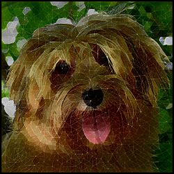 Picture of Havanese-Rock Candy Mug