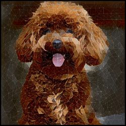 Picture of Miniature Poodle-Rock Candy Mug