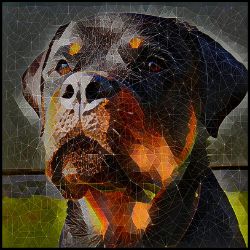 Picture of Rottweiler-Rock Candy Mug