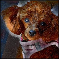 Picture of Toy Poodle-Rock Candy Mug