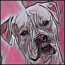 Picture of Bulldog-Comic Pink Mug