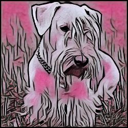 Picture of Cesky Terrier-Comic Pink Mug