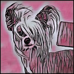 Picture of Chinese Crested-Comic Pink Mug