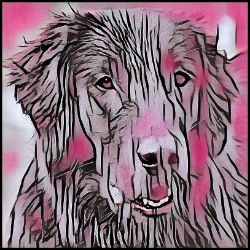 Picture of Flat Coated Retriever-Comic Pink Mug