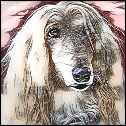 Picture of Afghan Hound-Penciled In Mug
