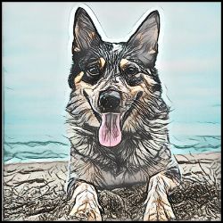 Picture of Australian Cattle Dog-Penciled In Mug