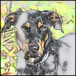 Picture of Beauceron-Penciled In Mug