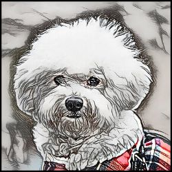 Picture of Bichon Frise-Penciled In Mug