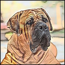 Picture of Boerboel-Penciled In Mug