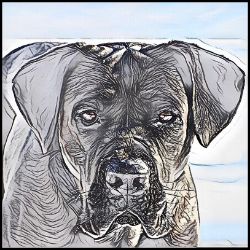 Picture of Cane Corso-Penciled In Mug
