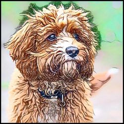 Picture of Cavapoo-Penciled In Mug