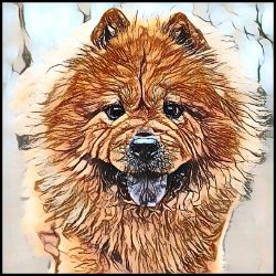 Picture of Chow Chow-Penciled In Mug