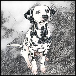 Picture of Dalmation-Penciled In Mug