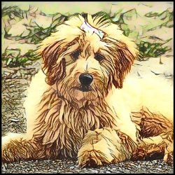 Picture of Golden Doodle-Penciled In Mug