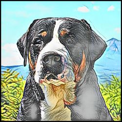 Picture of Greater Swiss Mountain Dog-Penciled In Mug