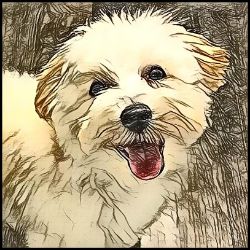 Picture of Maltipoo-Penciled In Mug