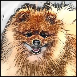 Picture of Pomeranian-Penciled In Mug