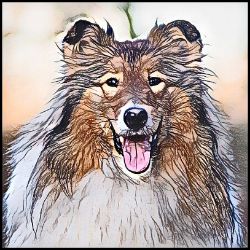 Picture of Rough Collie-Penciled In Mug