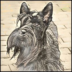 Picture of Scottish Terrier-Penciled In Mug