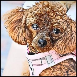 Picture of Toy Poodle-Penciled In Mug
