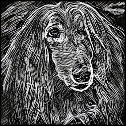 Picture of Afghan Hound-Licorice Lines Mug