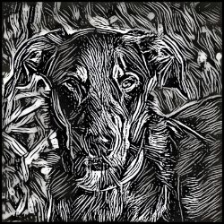 Picture of Beauceron-Licorice Lines Mug