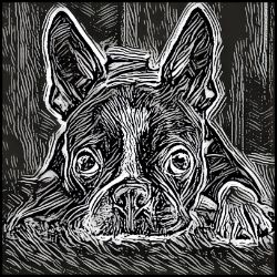 Picture of Boston Terrier-Licorice Lines Mug