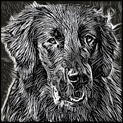 Picture of Flat Coated Retriever-Licorice Lines Mug