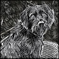 Picture of German Wirehaired Pointer-Licorice Lines Mug