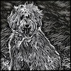 Picture of Labradoodle-Licorice Lines Mug