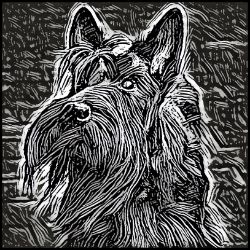 Picture of Scottish Terrier-Licorice Lines Mug