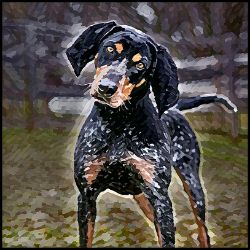 Picture of Bluetick Coonhound-Lord Lil Bit Mug