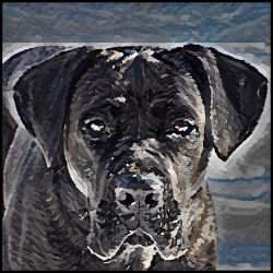 Picture of Cane Corso-Lord Lil Bit Mug