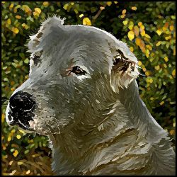 Picture of Central Asian Shepherd Dog-Lord Lil Bit Mug