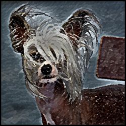 Picture of Chinese Crested-Lord Lil Bit Mug