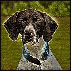 Picture of German Shorthaired Pointer-Lord Lil Bit Mug