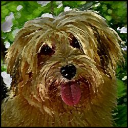 Picture of Havanese-Lord Lil Bit Mug