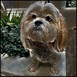 Picture of Lhasa Apso-Lord Lil Bit Mug