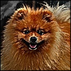 Picture of Pomeranian-Lord Lil Bit Mug