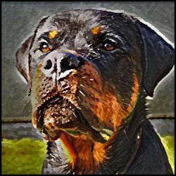 Picture of Rottweiler-Lord Lil Bit Mug